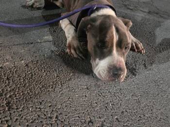 MONSTER -  American Staffordshire Terrier Dog for Adoption in San Antonio, Texas - MONSTER | PetCurious