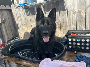TALIA -  German Shepherd Dog Dog for Adoption in Ocala, Florida - TALIA | PetCurious