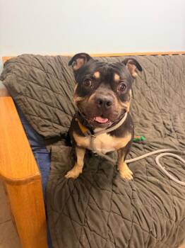 King -  American Bulldog Dog for Adoption in Marion, Ohio - King | PetCurious