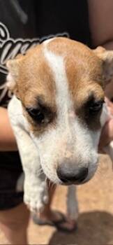 Rescue Terrier and Mixed Breed Dogs for Adoption in Honolulu, Hawaii - 59390531 | PetCurious