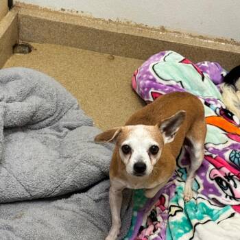 Calista (29) - By Appointment -Costa Mesa Location -  Chihuahua and Mixed Breed Dog for Adoption in Chino Hills, California - Calista (29) - By Appointment -Costa Mesa Location | PetCurious