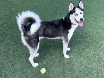 ELLIE -  Mixed Breed Dog for Adoption in Dallas, Texas - ELLIE | PetCurious