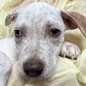 Cocodona -  Mixed Breed and Pit Bull Terrier Dog for Adoption in Salt Lake City, Utah - Cocodona | PetCurious