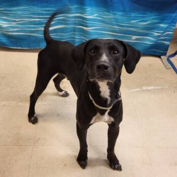 Rescue Black Labrador Retriever Dogs for Adoption in Lake Panasoffkee, Florida - General | PetCurious