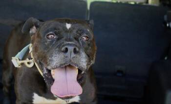 Holly -  Boxer Dog for Adoption in Willis, Texas - Holly | PetCurious