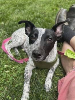Numa -  Terrier Dog for Adoption in Candler, North Carolina - Numa | PetCurious