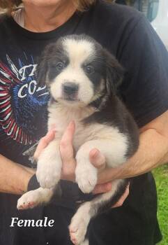 Genesis * -  Collie and Labrador Retriever Dog for Adoption in West Palm Beach, Florida - Genesis * | PetCurious