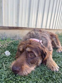 Feral Fawcett -  Terrier and Poodle Dog for Adoption in Morgantown, Kentucky - Feral Fawcett | PetCurious