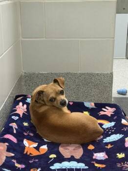 Chihuahua and Mixed Breed Dogs Available for Adoption in Omaha, Nebraska - CHAMPION | PetCurious