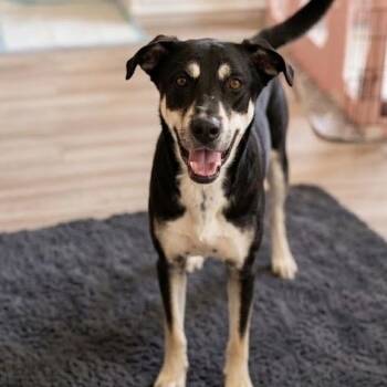 Terrier and Australian Kelpie Dogs Available for Adoption in Houston, Texas - Gus (Kid & Family Friendly, Big Lovebug, House-Trained) | PetCurious