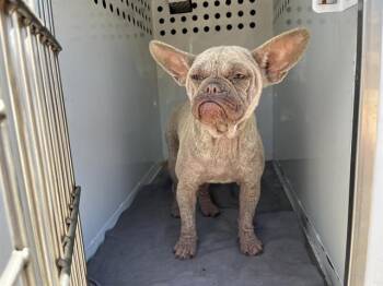 French Bulldog Dogs Available for Adoption in Modesto, California - YADDLE | PetCurious