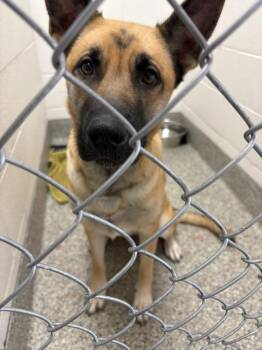 German Shepherd Dog Dogs Available for Adoption - Madame Delacroix | PetCurious