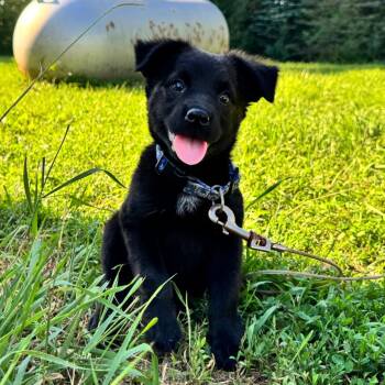 Ducky -  Terrier and Mixed Breed Dog for Adoption in Alma, Wisconsin - Ducky | PetCurious