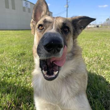 Abby -  Anatolian Shepherd Dog for Adoption in Pearland, Texas - Abby | PetCurious