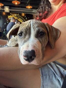 Tigger -  Pit Bull Terrier Dog for Adoption in Seattle, Washington - Tigger | PetCurious