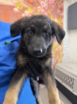 ALEXANDER -  German Shepherd Dog Dog for Adoption in San Bernardino, California - ALEXANDER | PetCurious