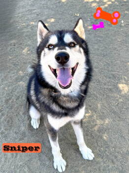 Rescue Alaskan Malamute and Siberian Husky Dogs for Adoption in Perris, California - SNIPER | PetCurious