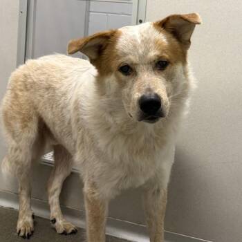 Biscuit -  Australian Cattle Dog Blue Heeler Dog for Adoption in Des Moines, Iowa - Biscuit | PetCurious
