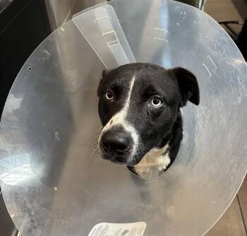 Husky and Mixed Breed Dogs Available for Adoption - ROCKY | PetCurious