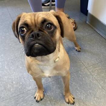 Pennie -  Puggle Dog for Adoption in Hawthorne, California - Pennie | PetCurious