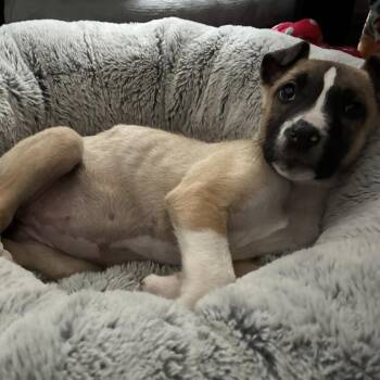 Mixed Breed Dogs Available for Adoption - Plum | PetCurious