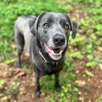 Lucky -  Weimaraner and Labrador Retriever Dog for Adoption in Brownsboro, Alabama - Lucky | PetCurious