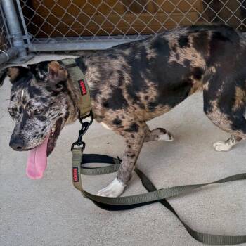Catahoula Leopard Dog Dogs Available for Adoption in Birmingham, Alabama - Trudy | PetCurious