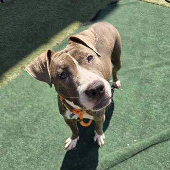 Dovie -  Pit Bull Terrier Dog for Adoption in Chicago, Illinois - Dovie | PetCurious