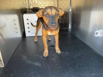 SEDONA -  Beagle and Chihuahua Dog for Adoption in Ontario, California - SEDONA | PetCurious