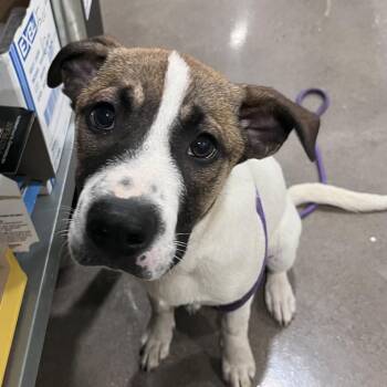 Terrier Dogs Available for Adoption in Washburn, Missouri - Beans | PetCurious
