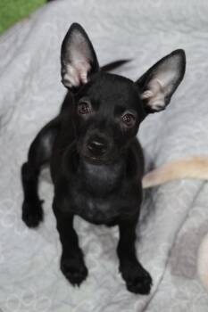 Weldone -  Chihuahua Dog for Adoption in Tucson, Arizona - Weldone | PetCurious