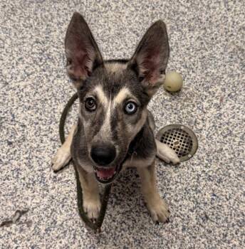 Saskia -  German Shepherd Dog Dog for Adoption in Golden, Colorado - Saskia | PetCurious