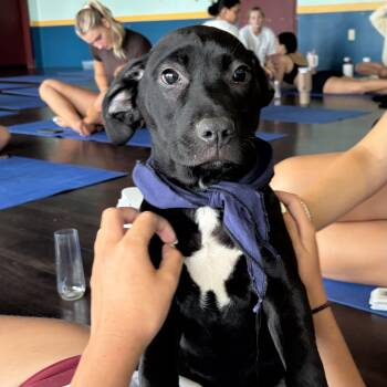 Catahoula Leopard Dog Dogs Available for Adoption in Columbia, South Carolina - Truck Driver | PetCurious