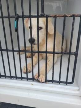 Griswald -  Great Pyrenees and Mixed Breed Dog for Adoption in Atlanta, Georgia - Griswald | PetCurious