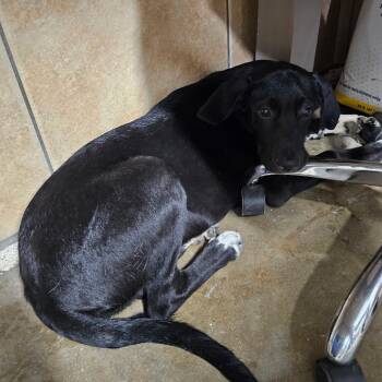 Rescue Black Labrador Retriever and Mixed Breed Dogs for Adoption in Eureka Springs, Arkansas - General | PetCurious