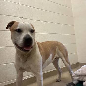 Goku -  Mixed Breed Dog for Adoption in Asheville, North Carolina - Goku | PetCurious