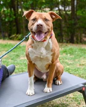 Mixed Breed Dogs Available for Adoption in Chamblee, Georgia - Moony | PetCurious