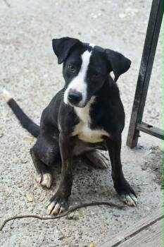 Polly -  Labrador Retriever and Collie Dog for Adoption in Silsbee, Texas - Polly | PetCurious