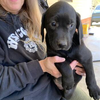 Rescue Labrador Retriever Dogs for Adoption in Hohenwald, Tennessee - Puppy 6 - Female | PetCurious