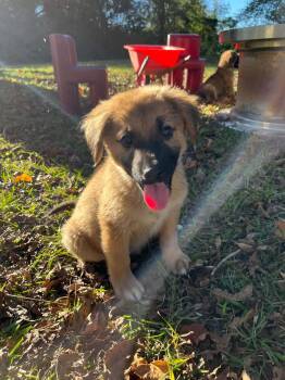Buster -  German Shepherd Dog Dog for Adoption in Wilmington, North Carolina - Buster | PetCurious