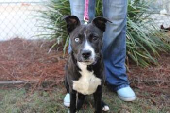 Labrador Retriever and Mixed Breed Dogs Available for Adoption in Brunswick, Georgia - Pookie | PetCurious