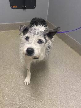 Terrier and Mixed Breed Dogs Available for Adoption - GIGABYTE | PetCurious