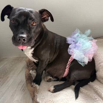 Gemma -  Basset Hound and Pit Bull Terrier Dog for Adoption in Spring Hill, Kansas - Gemma | PetCurious