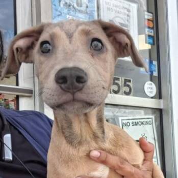 Ren -  Mixed Breed Dog for Adoption in Parma, Ohio - Ren | PetCurious
