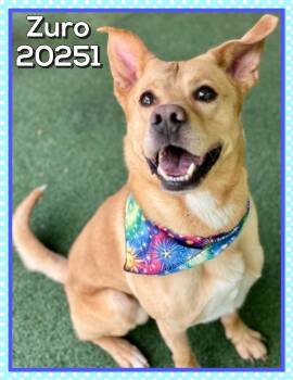ZURO (also see BROLY) -  Labrador Retriever and Carolina Dog Dog for Adoption in Marietta, Georgia - ZURO (also See BROLY) | PetCurious