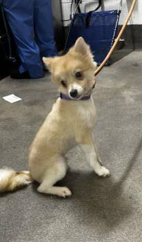 HERCULES -  Pomeranian Dog for Adoption - HERCULES | PetCurious