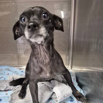 Rescue Chihuahua Dogs for Adoption in Yuma, Arizona - Kat | PetCurious