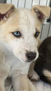 Husky and American Staffordshire Terrier Dogs Available for Adoption - Chili | PetCurious