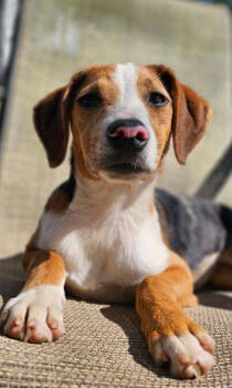 Rescue Australian Shepherd and Mixed Breed Dogs for Adoption in Nokomis, Florida - Rosie | PetCurious