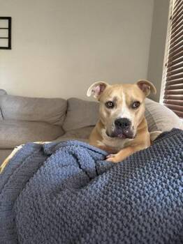 WINSTON #7 -  Pit Bull Terrier Dog for Adoption in Chandler, Arizona - WINSTON #7 | PetCurious